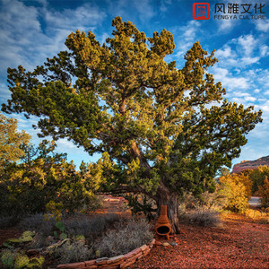 黑獸2高傲圣女第2集免费
